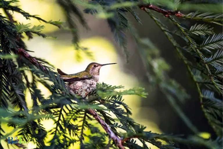 how to protect hummingbird nest from predators
