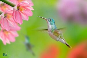 How to Say Hummingbird in Navajo: ‘Tsiil-Táá’!