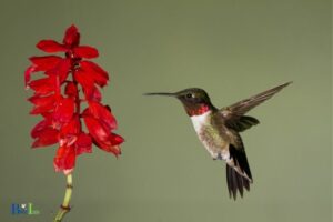 How to Taxidermy a Hummingbird? 12 Steps!