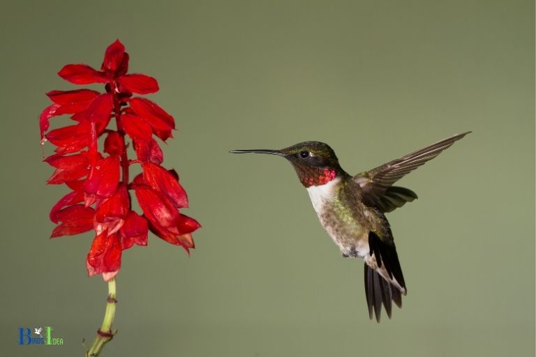 how to taxidermy a hummingbird