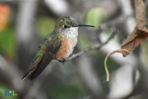 How to Tell How Old a Hummingbird is: Behaviors!