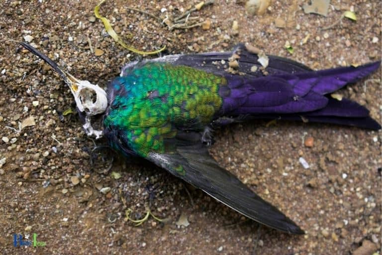 how to tell if a hummingbird is dead