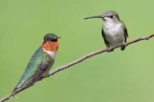How to Tell If a Hummingbird is Male Or Female: Observe!