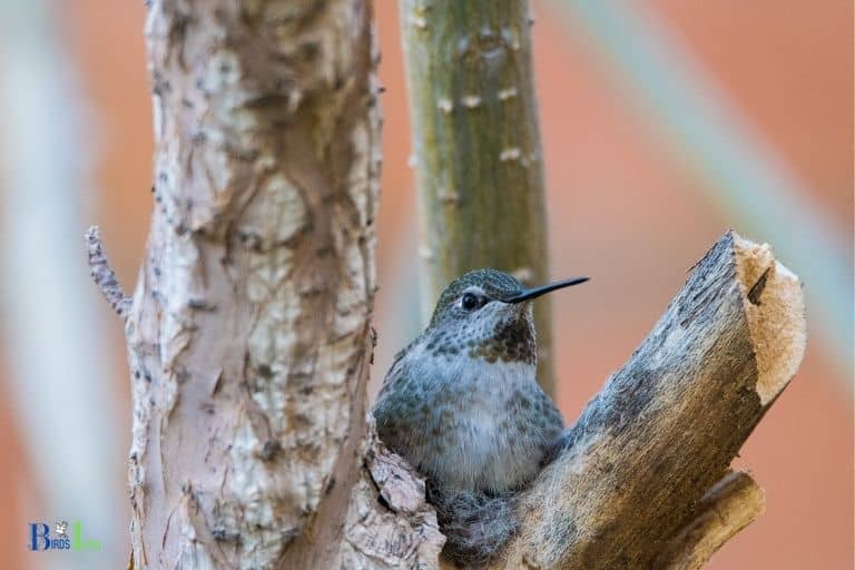 how to tell if a hummingbird is pregnant 1