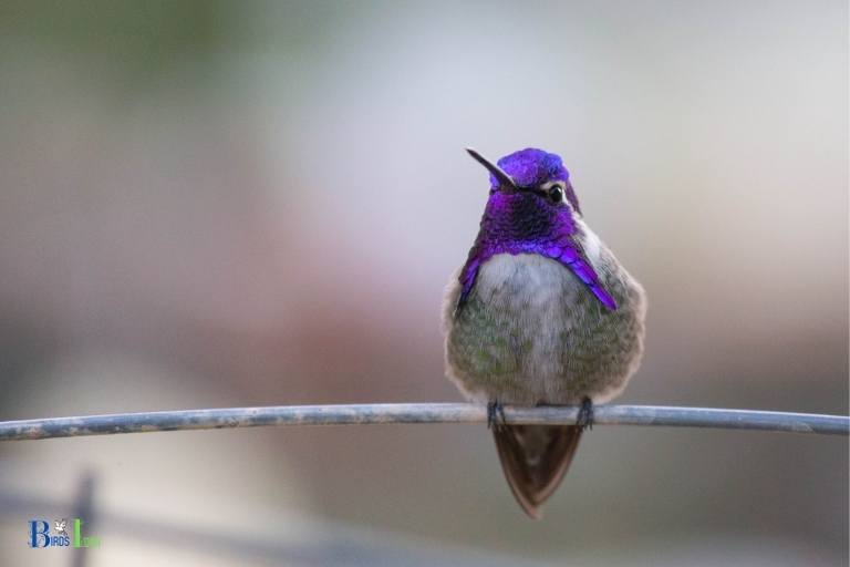 how to warm up a hummingbird