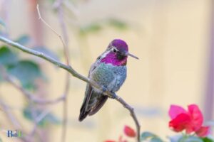 Make Snag Perches for Hummingbirds: Resting Spot!