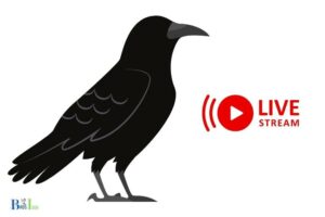 What is the Crow Streaming on? Online Platforms!