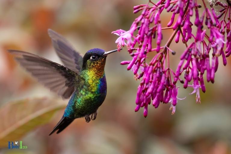 what makes a hummingbird hum