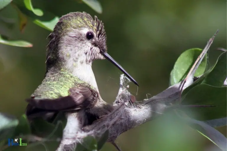 what time of year do hummingbirds nest