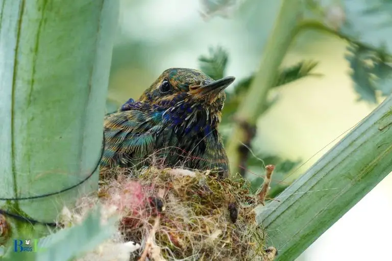 when do hummingbirds nest in arizona