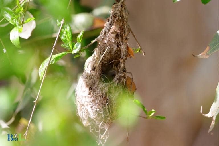 when do hummingbirds nest in bc