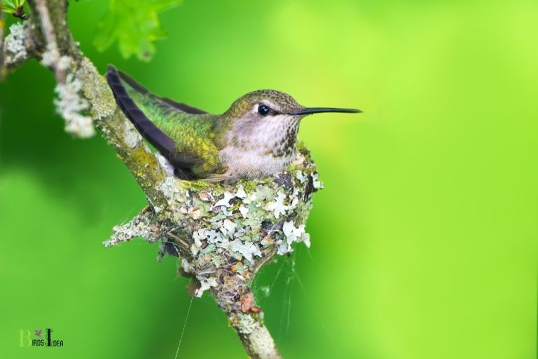 when do hummingbirds nest in illinois