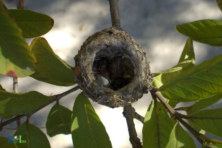 when do hummingbirds nest in kentucky
