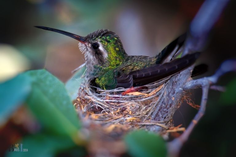 when do hummingbirds nest in michigan