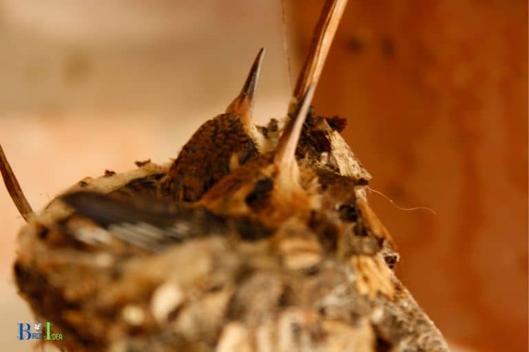 when do hummingbirds nest in oregon