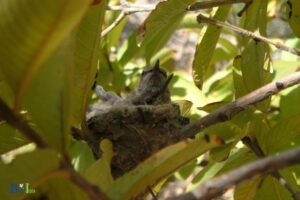 When Do Hummingbirds Nest in the Pacific Northwest: Feb-Jun