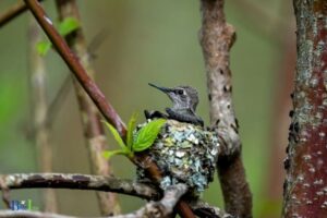 When Do Hummingbirds Nest in Virginia: April-June!