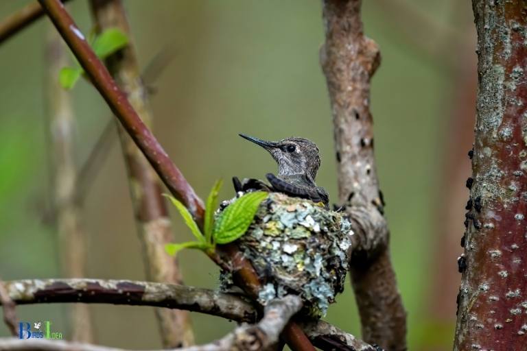 when do hummingbirds nest in virginia
