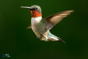 When Do Male Hummingbirds Get Their Red Throat?