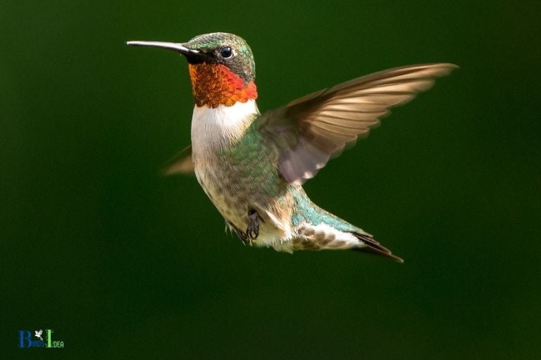 when do male hummingbirds get their red throat