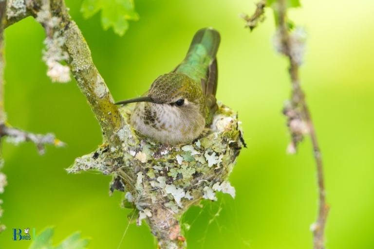where do annas hummingbirds nest