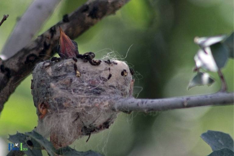 where do hummingbirds nest in ontario
