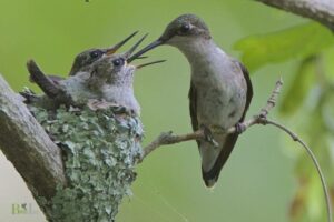 Where Do Ruby Throated Hummingbirds Nest: Deciduous!