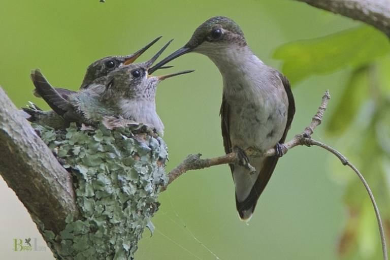 where do ruby throated hummingbirds nest