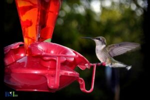 Where to Buy Hummingbird Feeder Tubes: Local Stores!