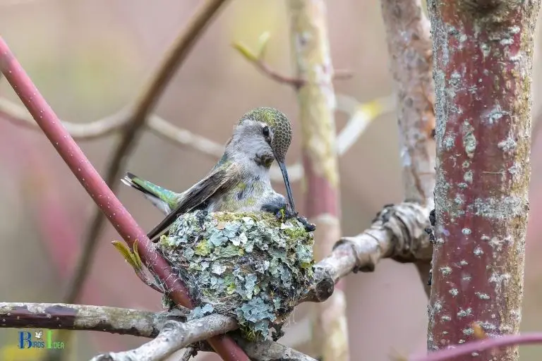 where to place hummingbird nests