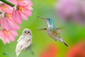 Will a Fake Owl Keep Hummingbirds Away: Yes!