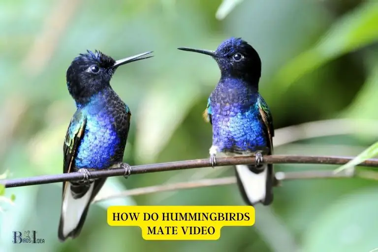 How Do Hummingbirds Mate Video