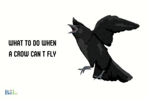 What to Do When a Crow Can’t Fly? 10 Steps!