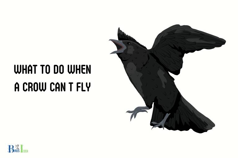 what to do when a crow can t fly