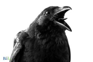 what does a crow in distress sound like