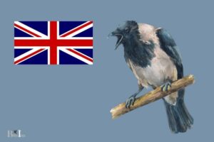 what does a crow look like uk