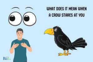 what does it mean when a crow stares at you