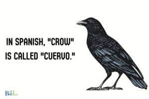 what is crow in spanish