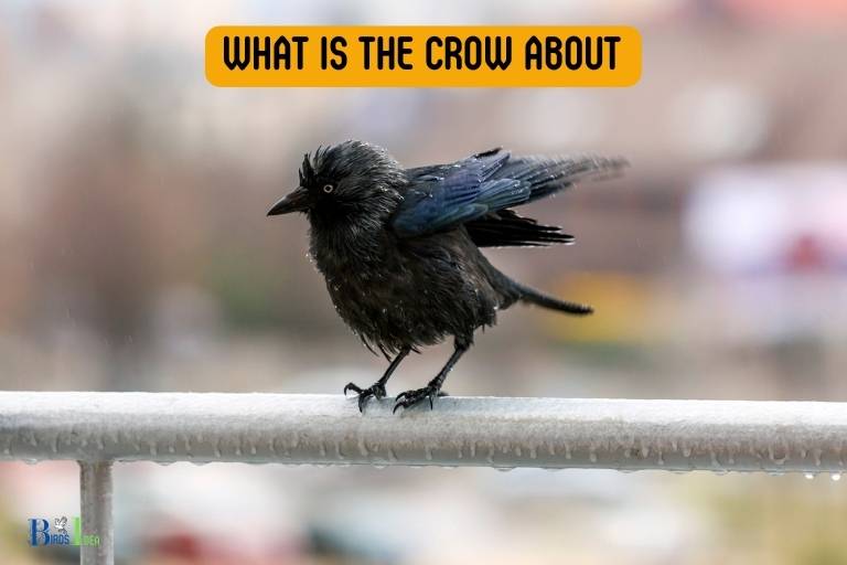 what is the crow about
