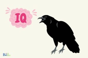 What is the IQ of a Crow? Difficult to Quantify!