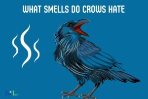 What Smells Do Crows Hate? Mothballs, Ammonia!