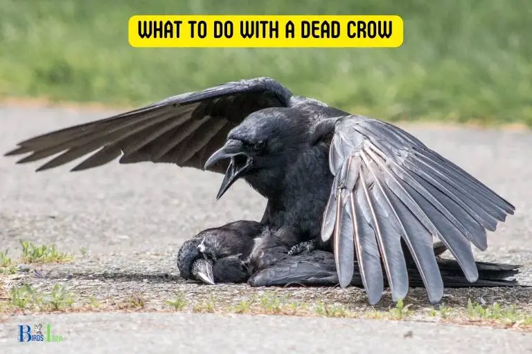 what to do with a dead crow