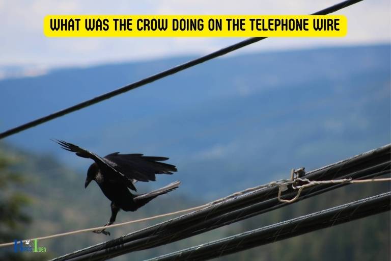 what was the crow doing on the telephone wire
