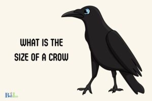 What is the Size of a Crow? A Complete Chart!
