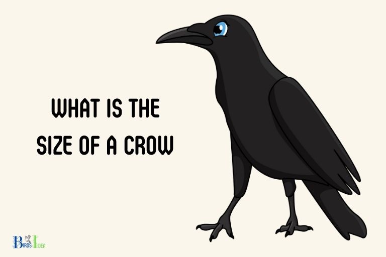 what is the size of a crow