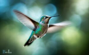 Annas Hummingbird in Flight