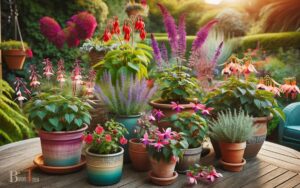 Potted Plants That Attract Hummingbirds: Fuchsia, Bee Balm!