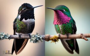 Black Chinned Vs Broad Tailed Hummingbird: Comparison!
