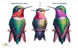 Difference Between Ruby Throated and Anna’s Hummingbird
