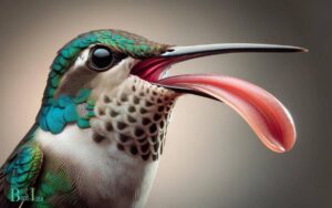 How Long Is a Ruby Throated Hummingbird Tongue? 1.4 Inches!